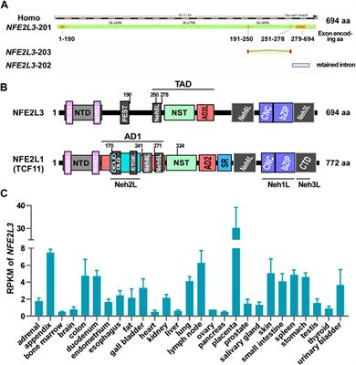 New insight into the CNC-bZIP member, NFE2L3, in human diseases